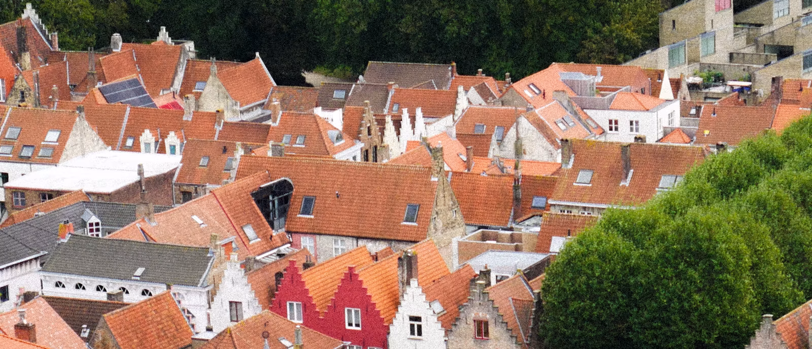 Looking down over the red-tiled roofs, dormers and stepped gables of central Bruges from above, with a large plane tree filling the right of the frame